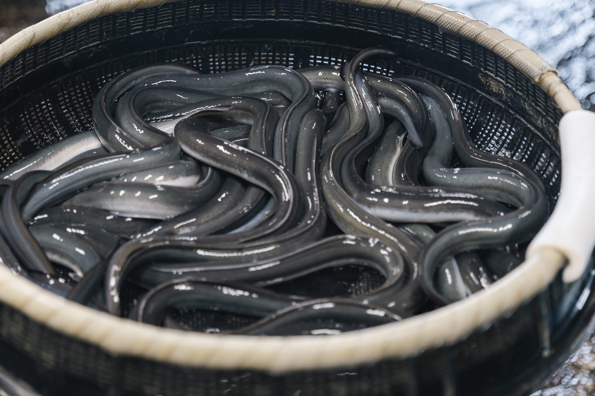 たらいの中で丁寧に管理される活鰻
