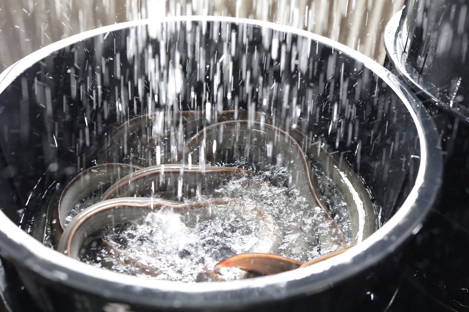 湧水が降り注ぐたらいの中で泥抜きされる活鰻